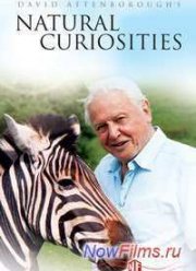 Девид Аттенборо. Курьезы природного мира (2012) 1,2,3,4,5 Серия
