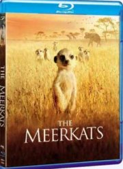 �������� (2008)