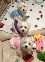 Оскароносная актриса Барбра Стрейзанд решила жить с клонами Оскароносная актриса Барбра Стрейзанд решила жить с клонами